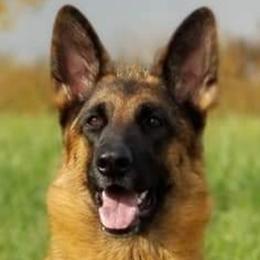 German Shepherds from Vacker Warin Engel