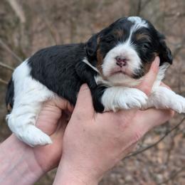 Sophia - Tri-color female Cavapoo puppy in Coshocton, Ohio from Forever Family Puppies