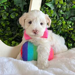 Sax - Wheaten male Miniature Schnauzer puppy in Hemet, California from Journee Home Mini Schnauzers