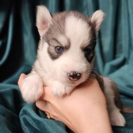 Mary - Gray and white female Siberian Husky puppy in Lakebay, Washington from Cascade Siberians