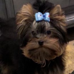 Maggie - Yorkshire Terrier