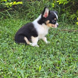 Baxter - Black and white male Chihuahua puppy in Amity, Pennsylvania from Baxters Chihuahuas