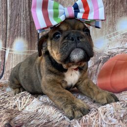 Faith - Brindle female Bulldog puppy in Marysville, Washington from English Bulldogs WA