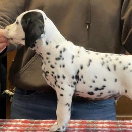 Donner (black) - Dalmatian puppy in Acampo, California from Gateway Farm Dalmatians