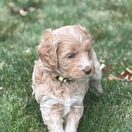 Yellow Collar Girl - Apricot female Goldendoodle puppy in Colorado Springs, Colorado from Pikes Peak Doodles