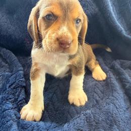 Girl 4 - Red and white female Beagle puppy in Dime Box, Texas from Kuehlers Kavaliers