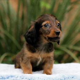 Male 1 - Red male Dachshund puppy in Childress, Texas from Taylor Farms