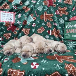 Boy 2 - Golden male Golden Retriever puppy in Niles, Michigan from Christiana Creek Goldens