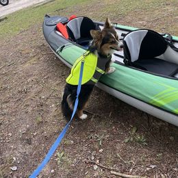 American Corgi and Pembroke Welsh Corgi Puppies from Beebe’s Corgis | Seven B Corgi Co