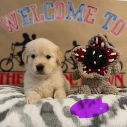 Joyce - Golden female Golden Retriever puppy in Duncan, South Carolina from Glimmer Goldens