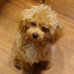 Topaz - Maltipoo