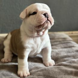 Sheriff Woody - Red and white male Bulldog puppy in Fayettville Ar, Arkansas from Ozark Bulldogs