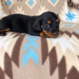 Boy 3 - Black and tan male Dachshund puppy in Oklahoma from Red Oak Long Dogs