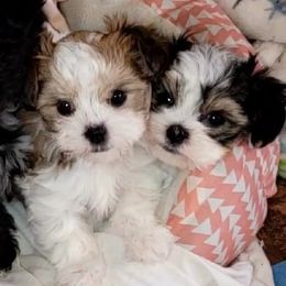 Maltese and Morkie Puppies from K and E Small Breed Puppies