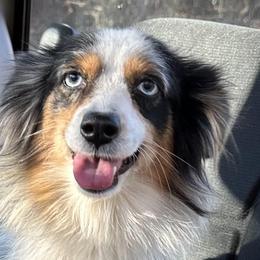 Miniature Australian Shepherds and Toy Australian Shepherds from Natural State Aussies