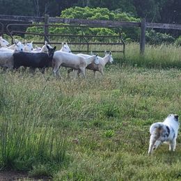 Collie Puppies from Sheranda Collies
