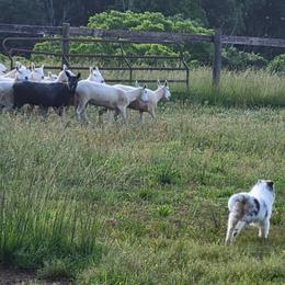 Collie Puppies from Sheranda Collies