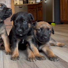 Belgian Malinois and Dutch Shepherd Puppies from Vuurhart Herders