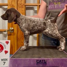 Richie or Richmond - Liver and white male German Shorthaired Pointer puppy in North Branch, Minnesota from Chrishelle Farm