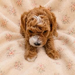 Millie - Red  female Goldendoodle puppy in Sacramento, California from Little legacy doodles
