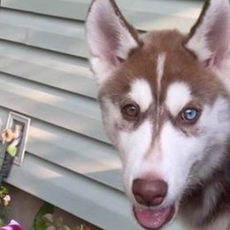Siberian Husky All Grown Up from The Husky Barn