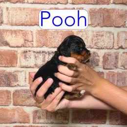 Pooh - Black and tan male Cavapoo puppy in Calhoun, Georgia from Happy Top Doodles