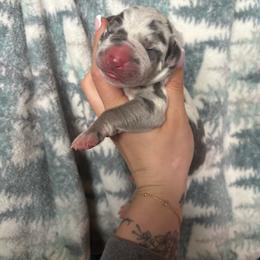 Rose - Blue female Great Dane puppy in Grand Blanc, Michigan from Green’s Great Danes