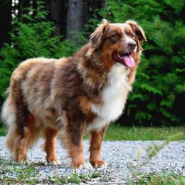 Phoenix - Australian Shepherd