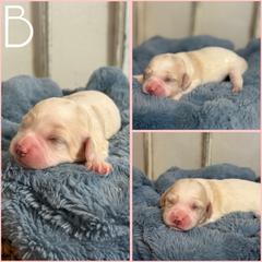 Boy 2 - Blenheim male Cavachon puppy in Smoot, Wyoming from Designer Mountain Mutts