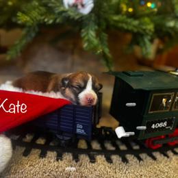 Kate - Red female Pembroke Welsh Corgi puppy in Sheldon, Missouri from Clearsky Corgis