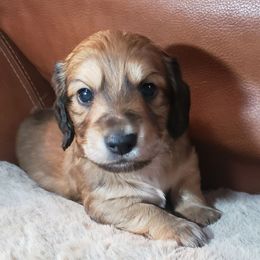 Red girl - Red female Dachshund puppy in Osawatomie, Kansas from Lindsays long haired doxies
