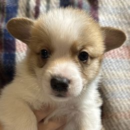 Butternut (orange) - Red Pembroke Welsh Corgi puppy in Washington from KB Corgis