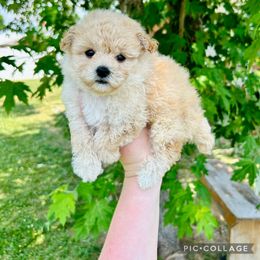 Mal-Shi, Maltese, Maltipoo, and Poodle Puppies from Paw Perfect Pets