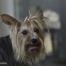 Miley - Yorkshire Terrier