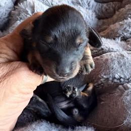 Black and Tan-Cream Female - Black and tan female Dachshund puppy in Medina, Ohio from STORIED DOXIES