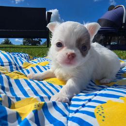 Diamond - White female Chihuahua puppy in Amity, Pennsylvania from Baxters Chihuahuas