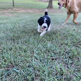 Labradoodle and Poodle All Grown Up from Nacadoodles