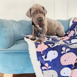 Black Collar - Blue male Great Dane puppy in Alton, Illinois from Show Me Great Danes and Basset Hounds