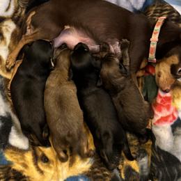 Prague Ratter Puppies from North Star Gem’s Prague Ratters