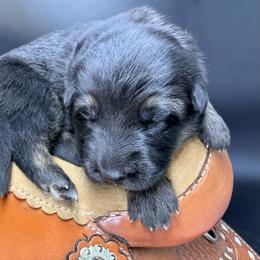 Mischief - Black and red female German Shepherd puppy in Lebanon County, Pennsylvania from Regalimage