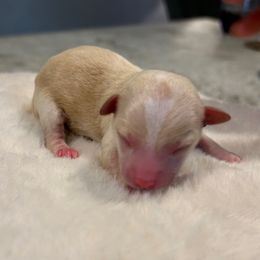Blonde Male - Cream male Yorkipoo puppy in Topeka, Kansas from Bayless Yorkiepoos