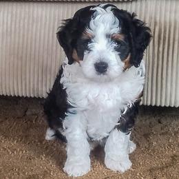 Bernedoodle puppies from Doodles are Amazing