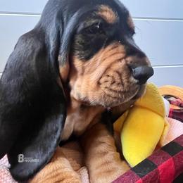 Pepper - Black tan and white male Basset Hound puppy in Willow Spring, North Carolina from Blackberry Creek Basset Hounds