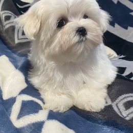 Momba - White male Maltese puppy in Billingsley, Alabama from Euphoria Maltese