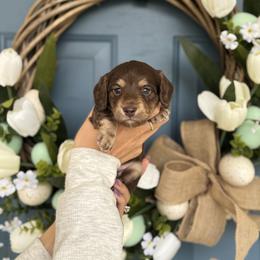 Chocolate boy 1- 3500 - Chocolate and cream male Dachshund puppy in North Branch, Michigan from Monarch Miniature Dachshunds