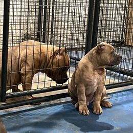 American Bully Puppies from Manuia Kennels