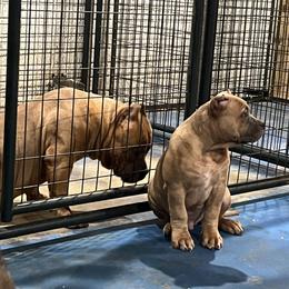 American Bully Puppies from Manuia Kennels