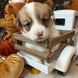 Cookie - Sable and white female American Corgi puppy in Paxton, Illinois from McGovern Family Corgis