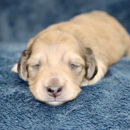 Bryce (Blue Band) - Cream male Dachshund puppy in Raleigh, North Carolina from McLovin Doxies
