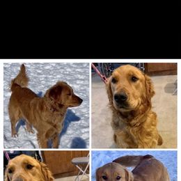 Golden Retriever puppies from Ashley’s Puppies